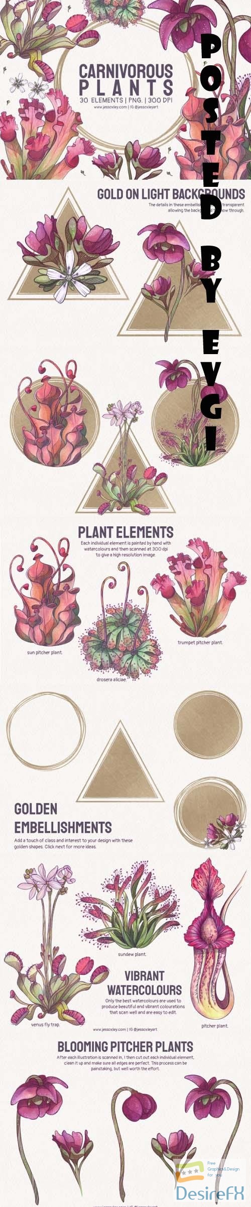 Carnivorous Plants Watercolour Clipart