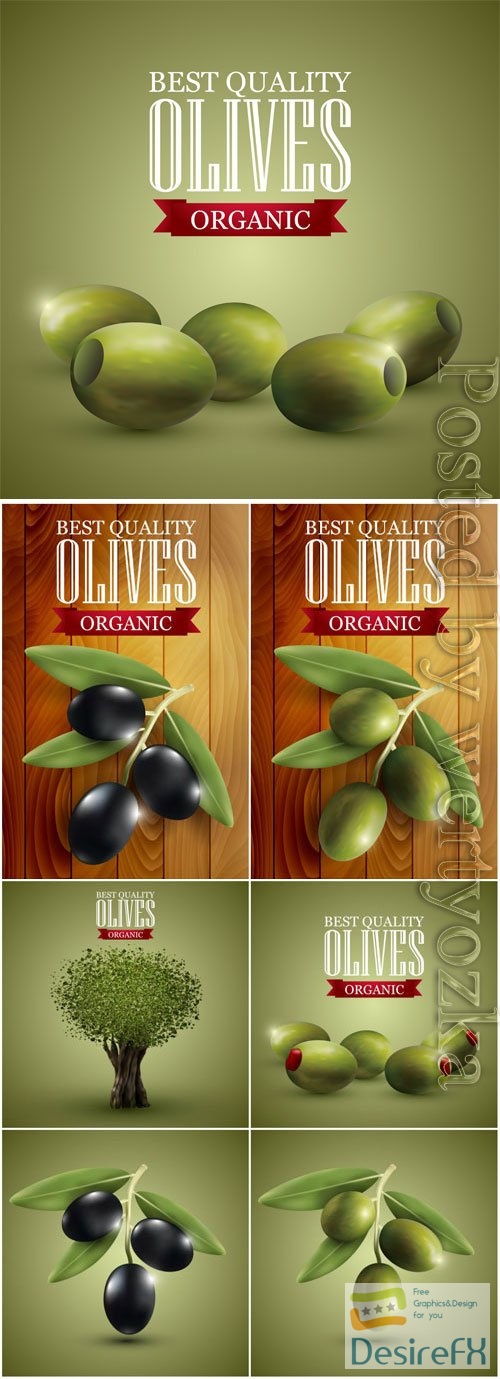 Olives illustration in vector