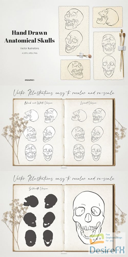 Anatomical Skulls - Hand Drawn Vector Illustrations