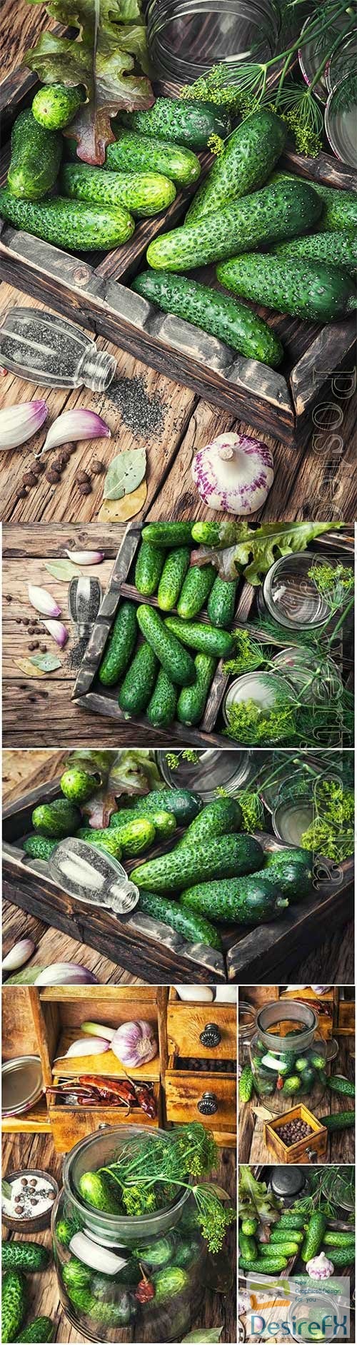 Cucumbers, garlic and dill stock photo