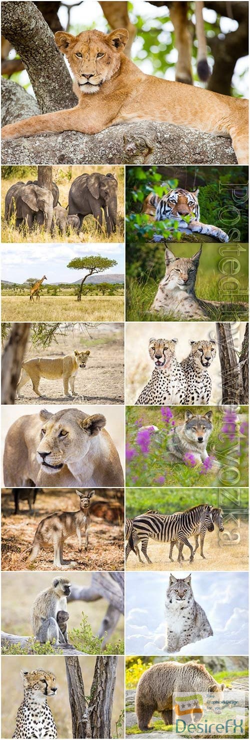 Lion, leopard, bear and various predatory animals stock photo