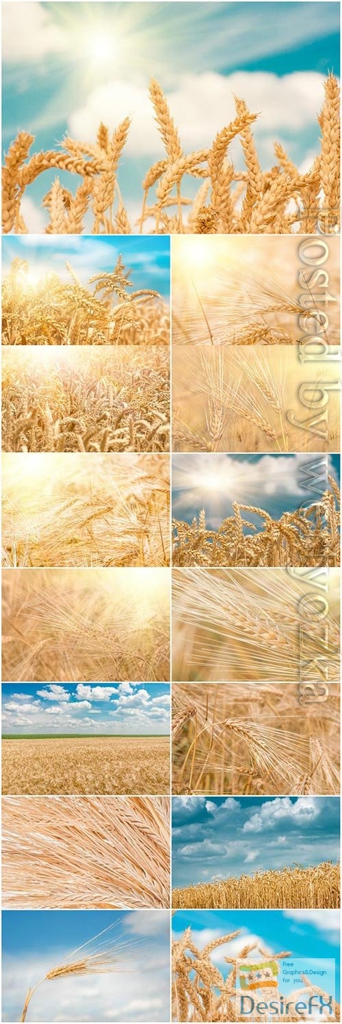Ripe wheat fields stock photo
