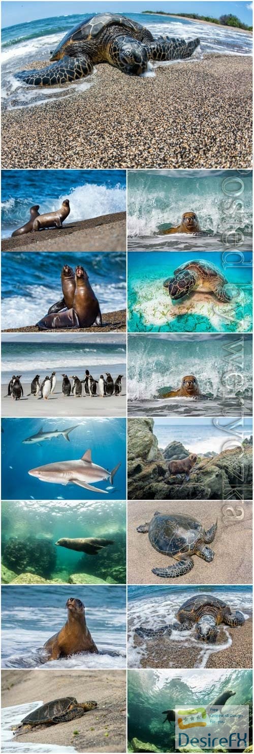 Sharks, turtles, penguins, sea inhabitants stock photo