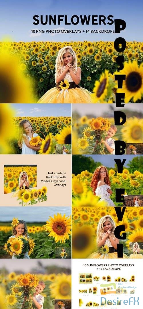 Sunflower Photo Overlays and Backdrops - 33404254 - 6369449