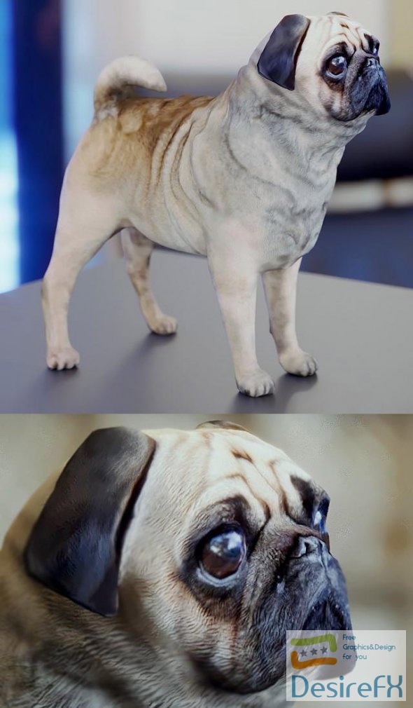 Cute Pug 3D