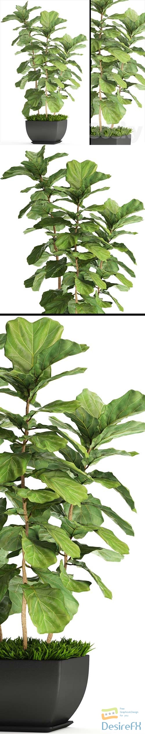 Ficus Lyrata 4 3D Model