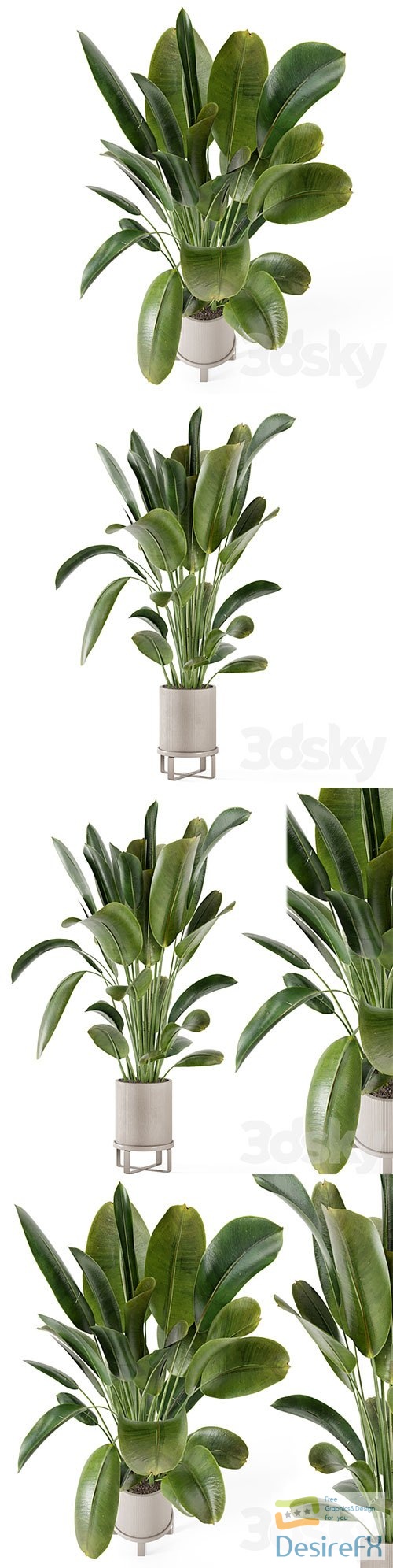 Indoor Plants in Ferm Living Bau Pot Large Set 378 3D Model