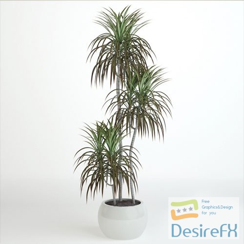 Plant dracaena 06 3D Model