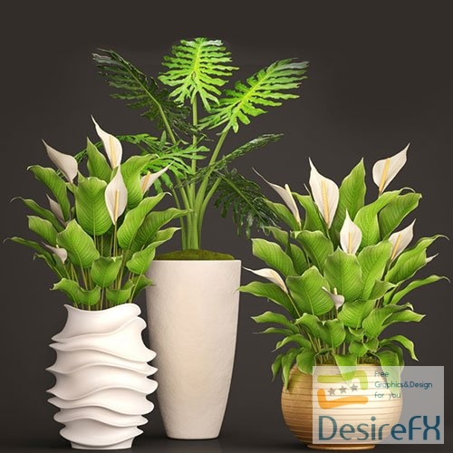 Spathiphyllum big set 05 3D Model