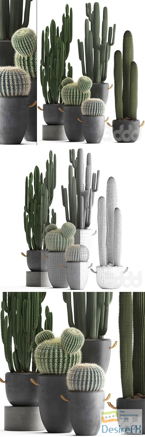 Collection of plants 411, Cactus set 3D Model