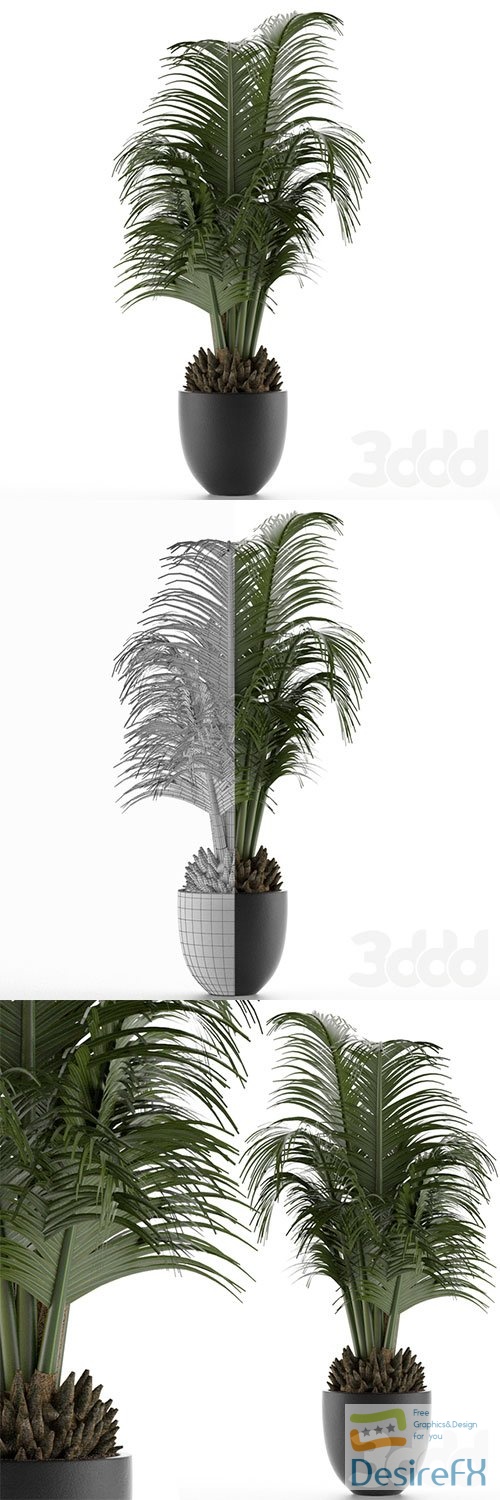 House Plant 30 3D Model