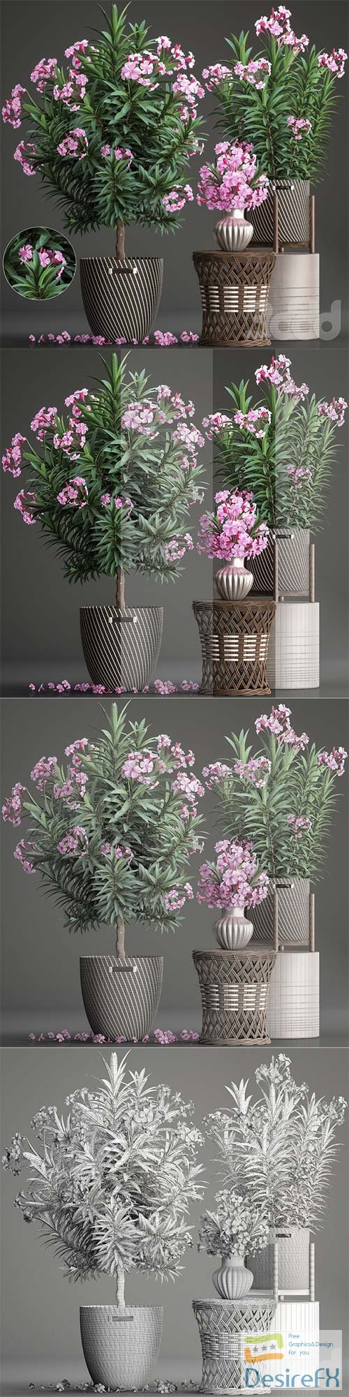 Oleander, plant collection 268 3D Model