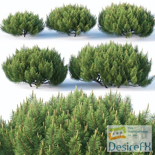 Pinus mugo # 1 H50-100 cm 3D Model