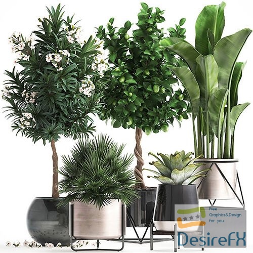 Plant collection 297 3D Model