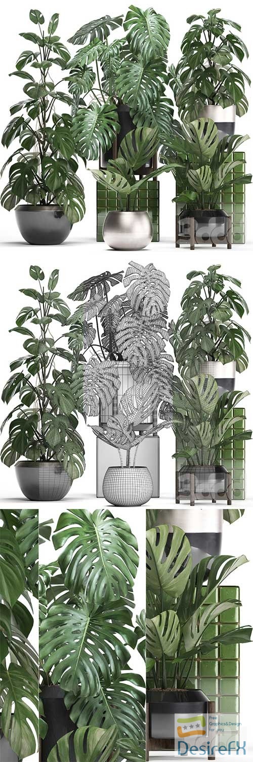 Plant collection 351 Monstera 3D Model