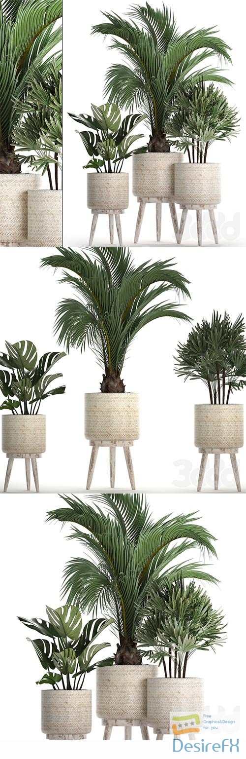 Plant Collection 427 3D Model
