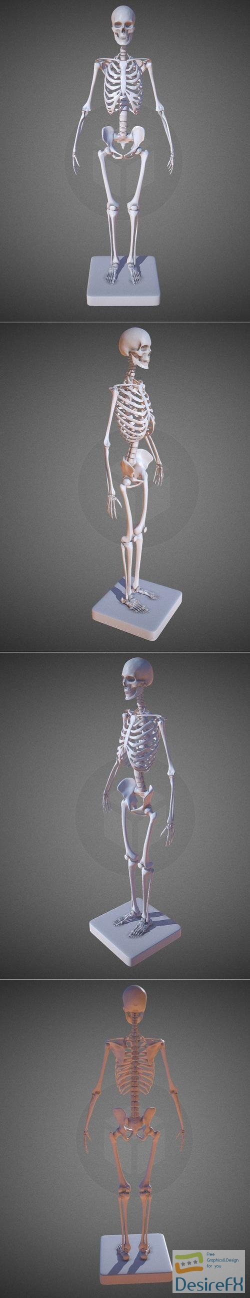 Female Skeleton – 3D Print