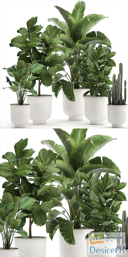 Plant collection 906, White Pot, Ficus, Tree, Strelitzia, Cactus, Banana, Bush, Banana Palm, Nordic Style, Metal Pot, Ficus lyrata 3D Models