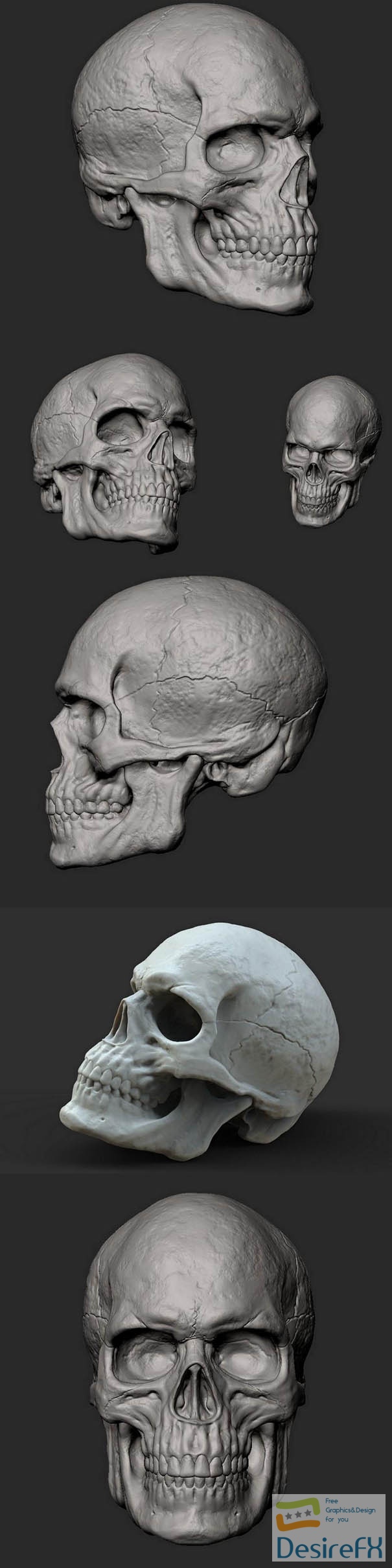 Male Skull 3D print