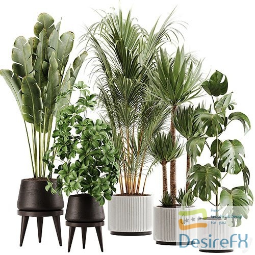 Indoor Plant Set 13 - 3d model