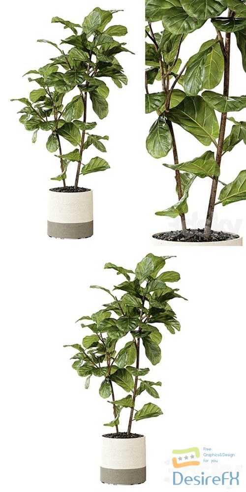 Ateliervierkant – Pot CL40 and Ficus Lyrata plant - 3d model