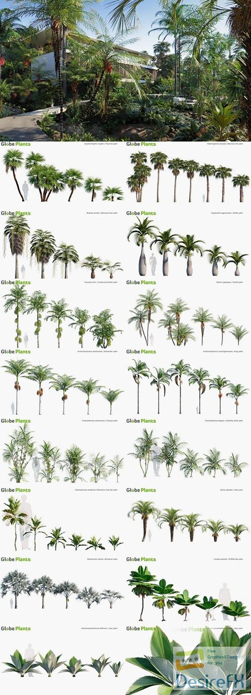 Globe Plants – Bundle 15 – Palm World - 3d model