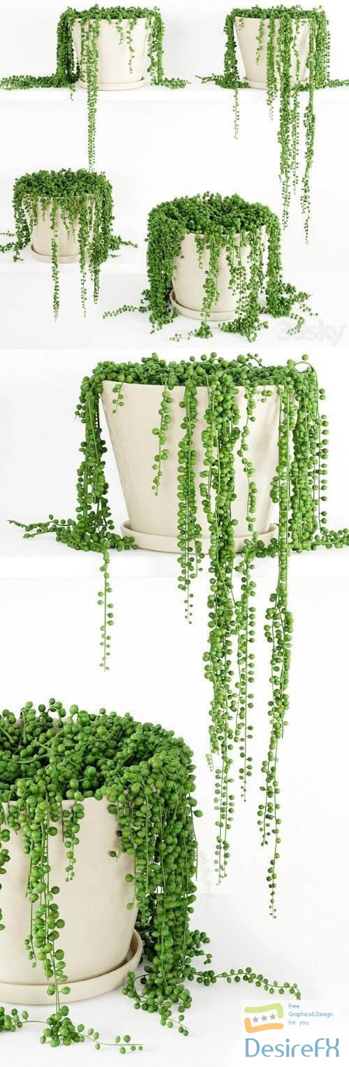 String Of Pearls Plant 3 - 3d model