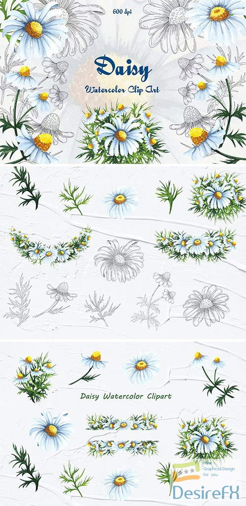 Daisy Watercolor Clipart PNG