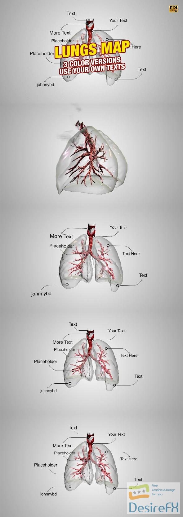 VideoHive Lungs Map 4K 31532621