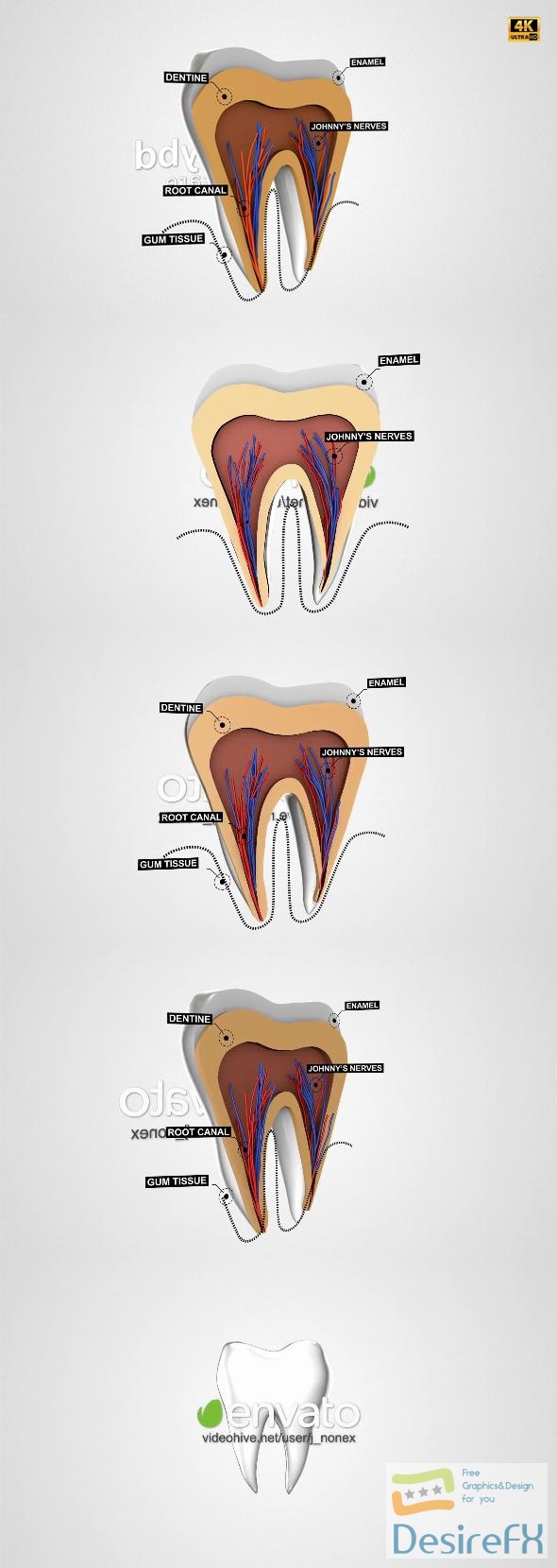 VideoHive Tooth Anatomy Reveal 25240292