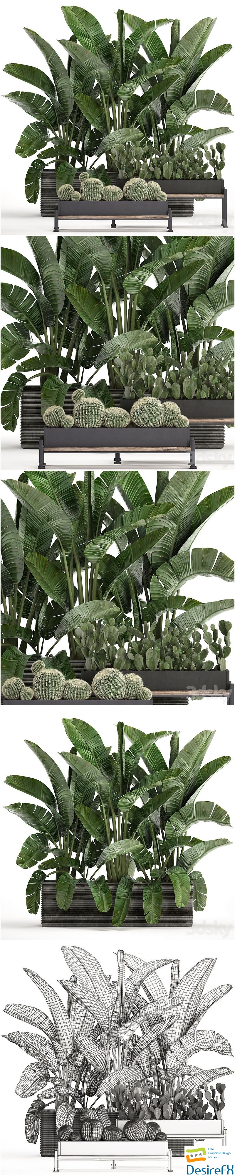 A collection of lush plants thickets in black pots with cacti, palm, strelitzia, bushes, prickly pear, banana. Set 458 3D Model