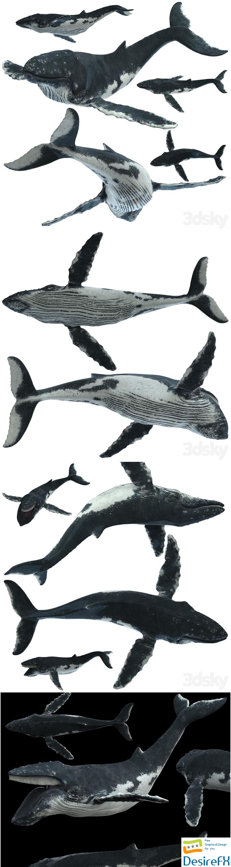Humpback whale 3D Model