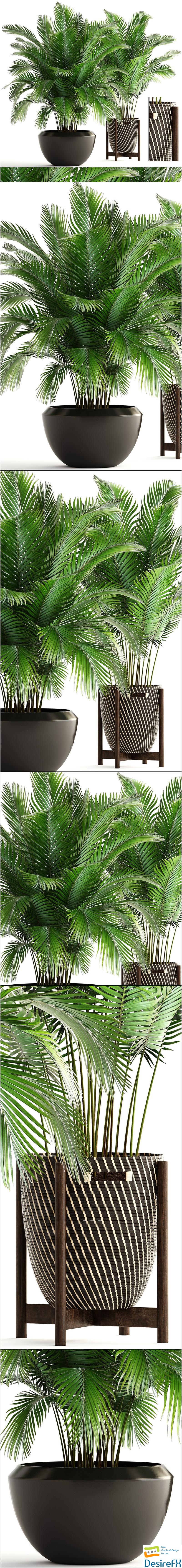 Collection of plants 164. Areca Palm, kentia, hoveya, areca, pot, bush, basket, flowerpot, interior, Howea 3D Model