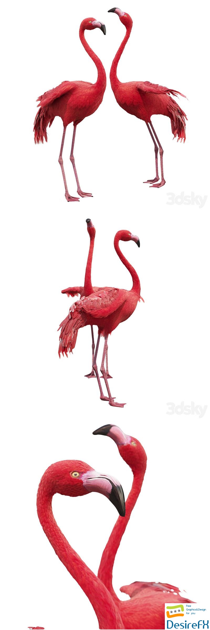 Flamingo-model 3D Model