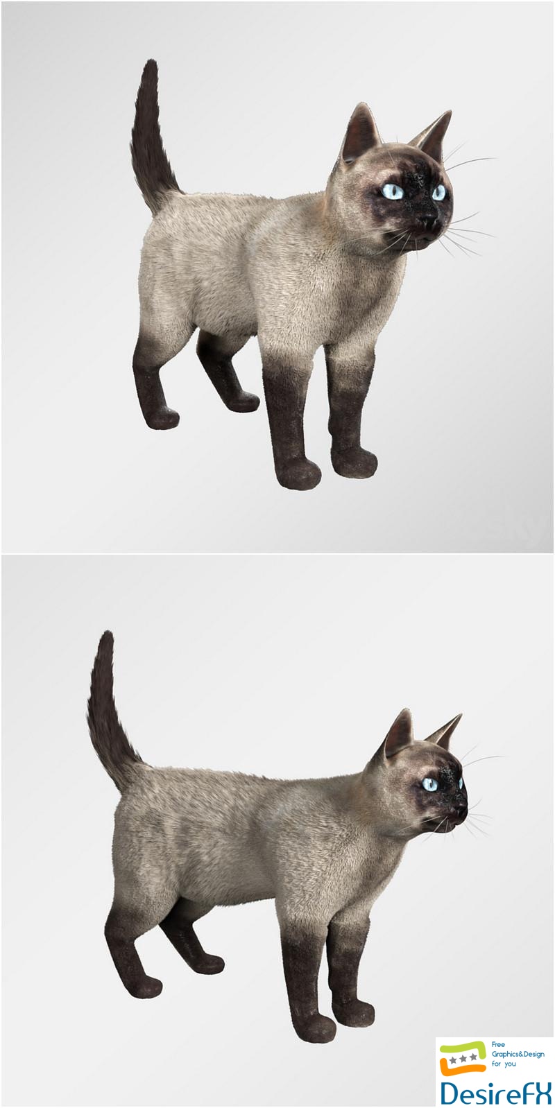 Siamese cat 3D Model