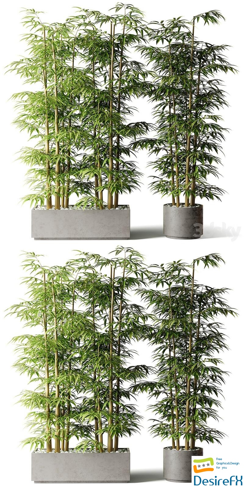 Bamboo in rectangular and round pots 3D Model