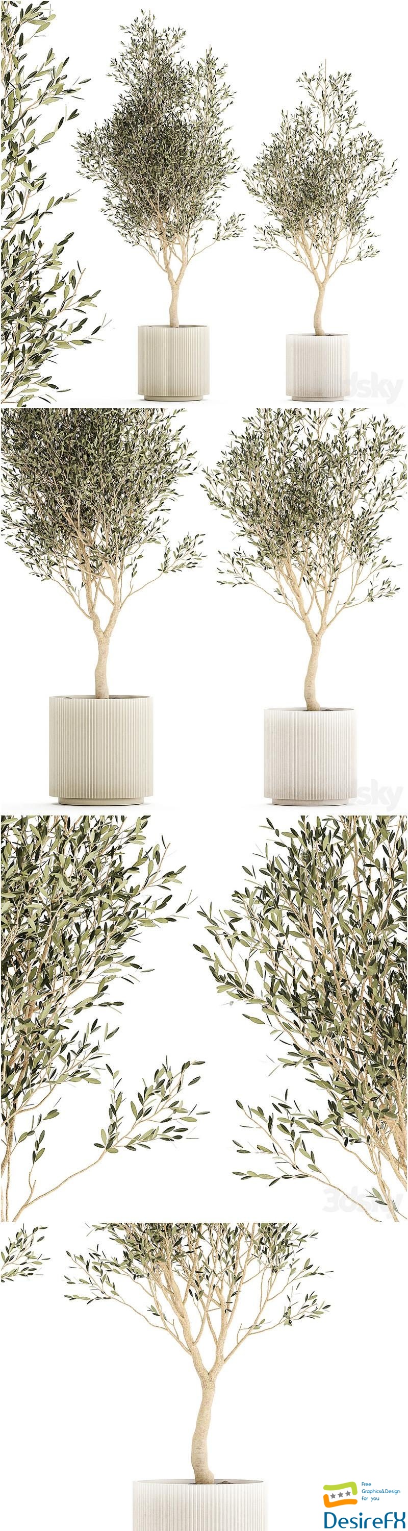Beautiful small ornamental olive trees in a modern pot. Set of plants 1229 3D Model
