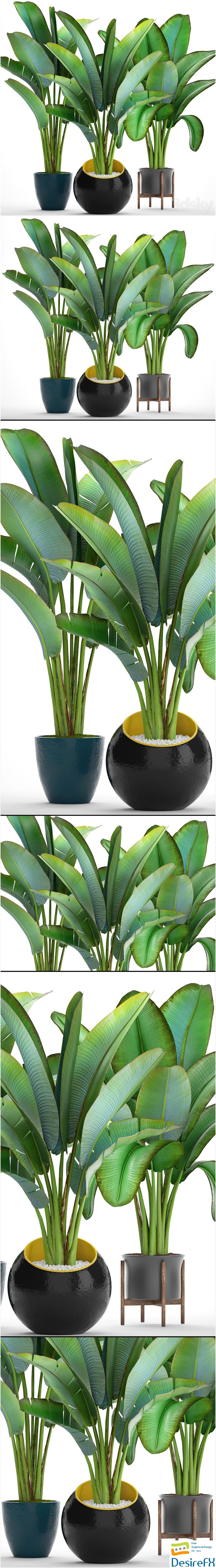 Collection of plants 82. Strelitzia, ravenala, thickets, bushes, tropical, exotic, outdoor, flowerpot, banana palm 3D Model