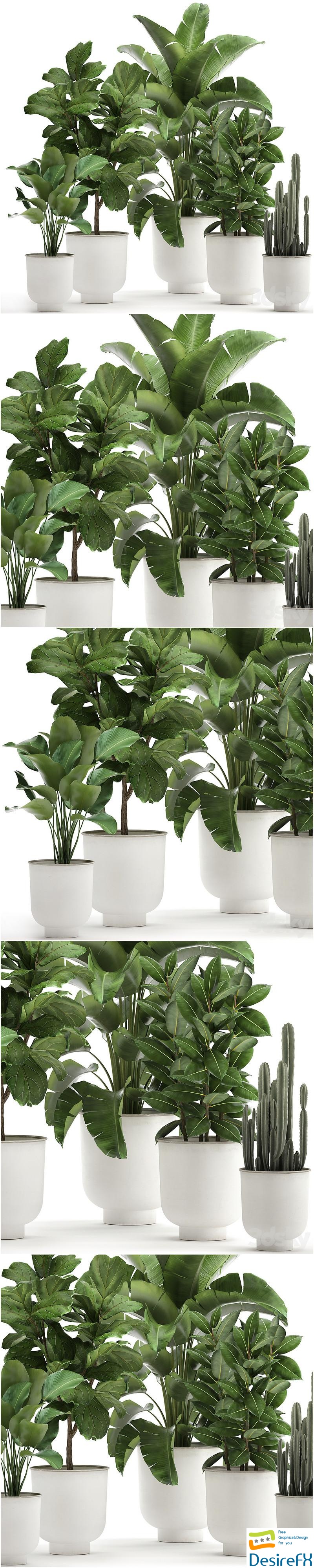 Collection of plants in white pots with banana palm, ficus tree, Strelitzia. Set 906 3D Model