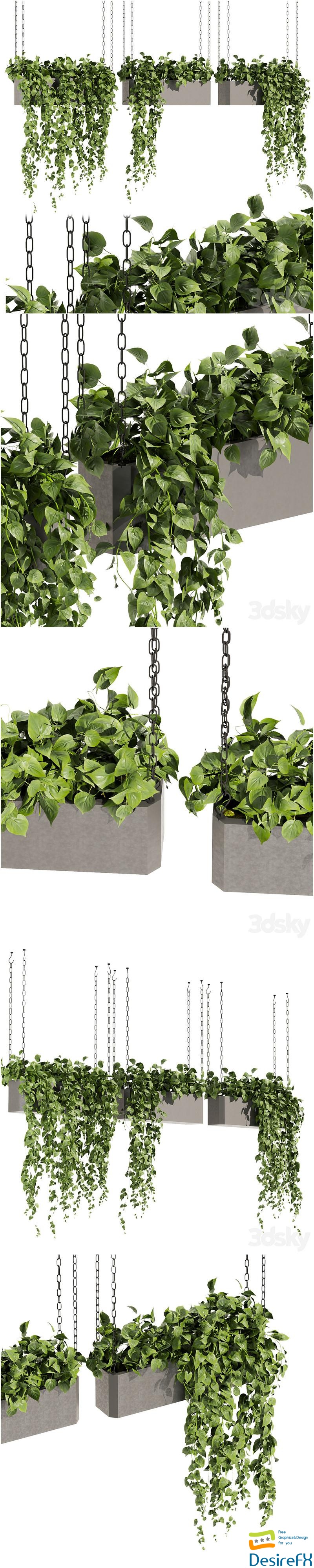 Collection plant vol 469 - ampelous - hanging - pothos 3D Model