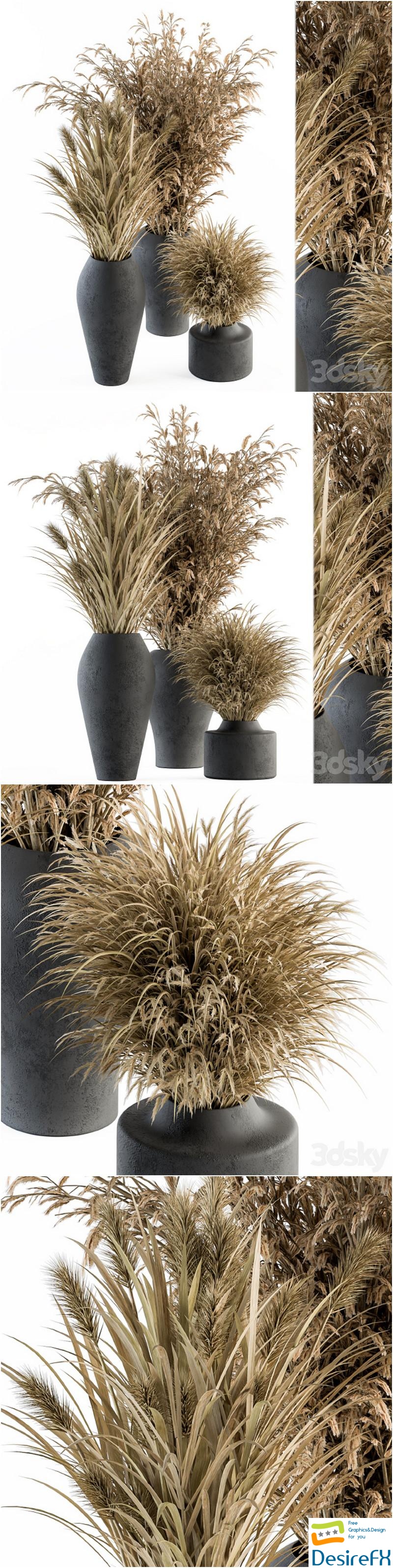 Dry plants 81 - Dried Plants Set 3D Model