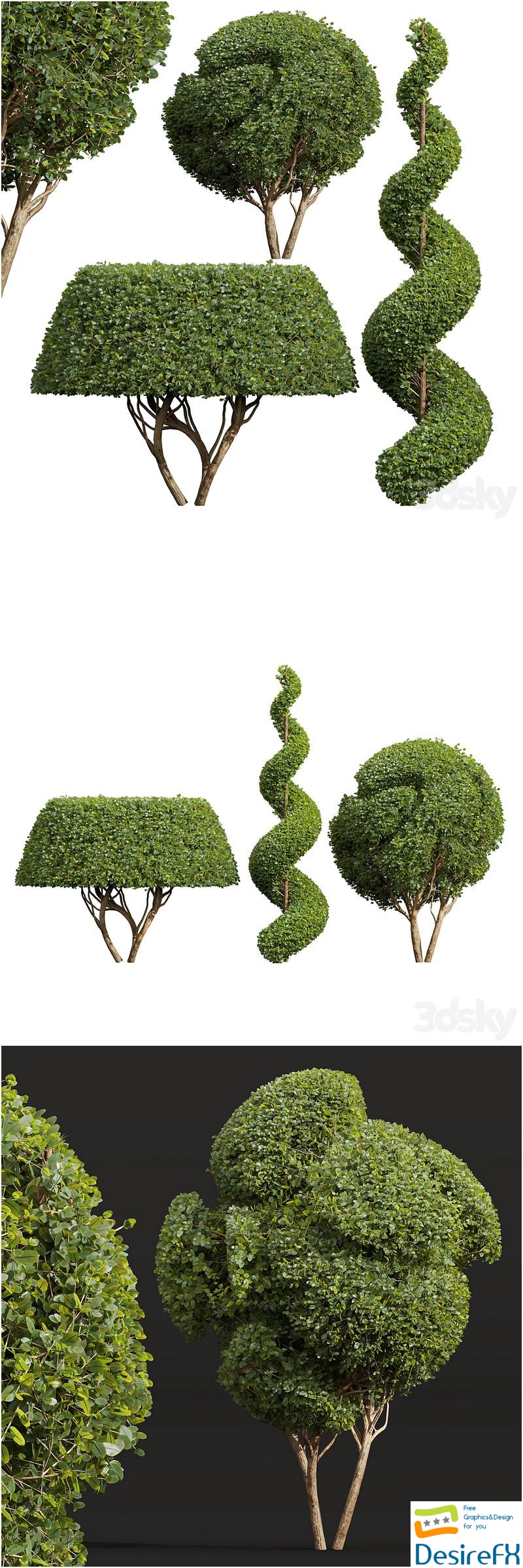 Ficus Concinna Bonsai Pruned-3 trees 3D Model