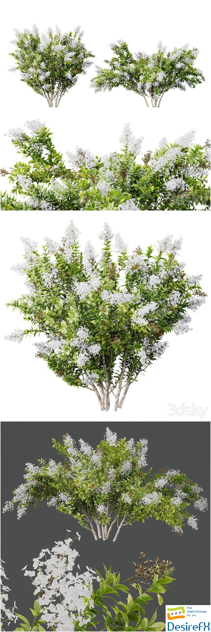 HQ Plants Myrtle White Flower little 3D Model