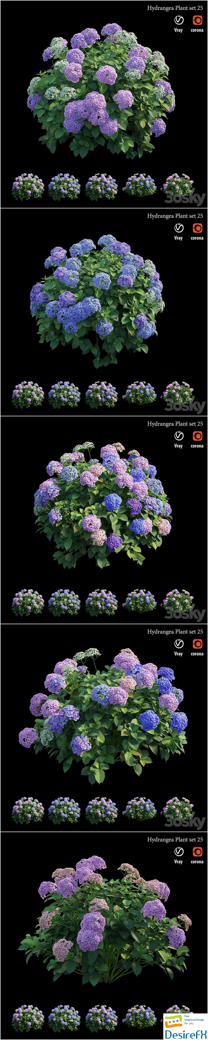 Hydrangea Plant set 25 3D Model