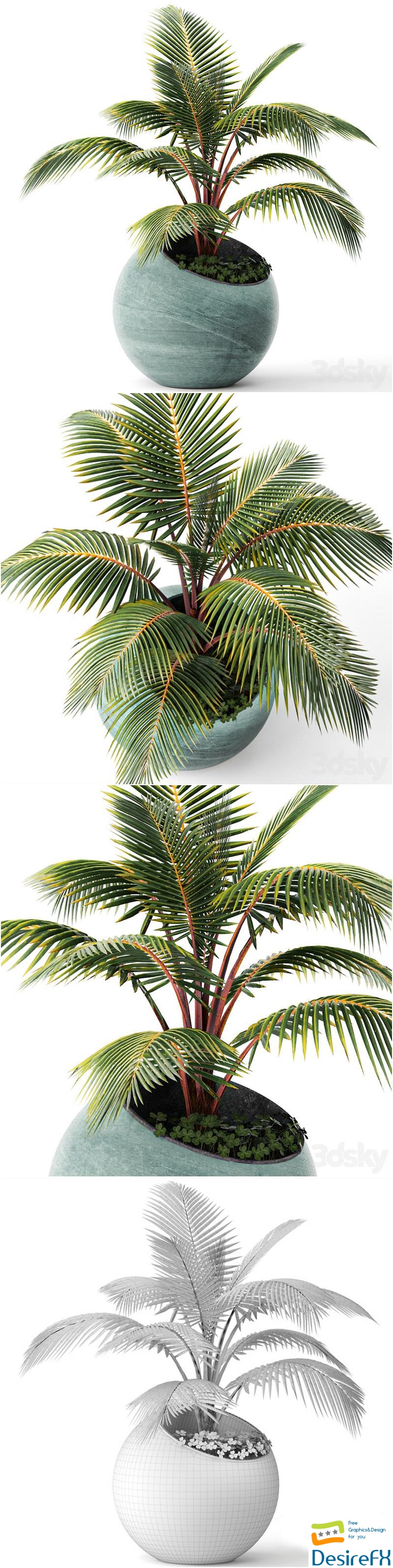 Palm tree, small coconut tree, round pot, flowerpot, outdoor 3D Model