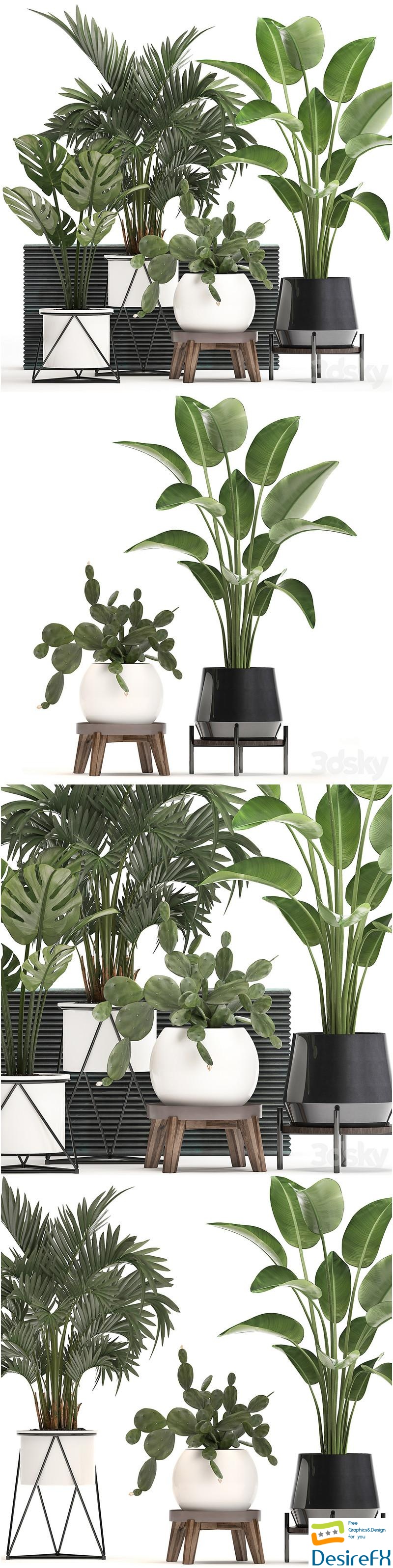Plant Collection 448. White pot, cactus, flowerpot, prickly pear, banana, palm, monstera, round, stand, indoor plants, luxury pot 3D Model