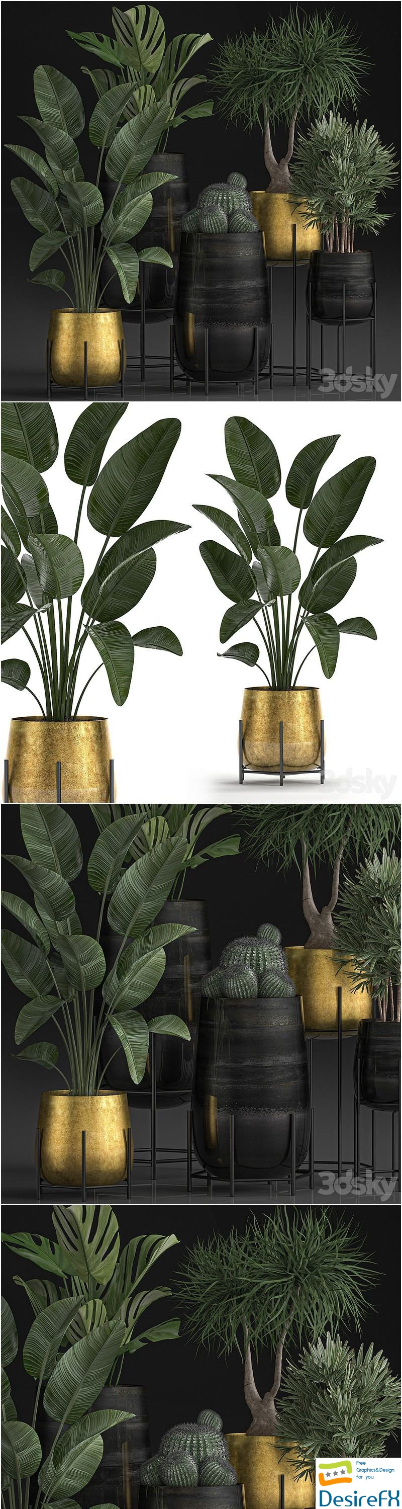 Plant Collection 546. Golden Pot, Flowerpot, Banana, Rapeseed, Dracaena, Cactus, Barrel cactus, Luxury Decor 3D Model
