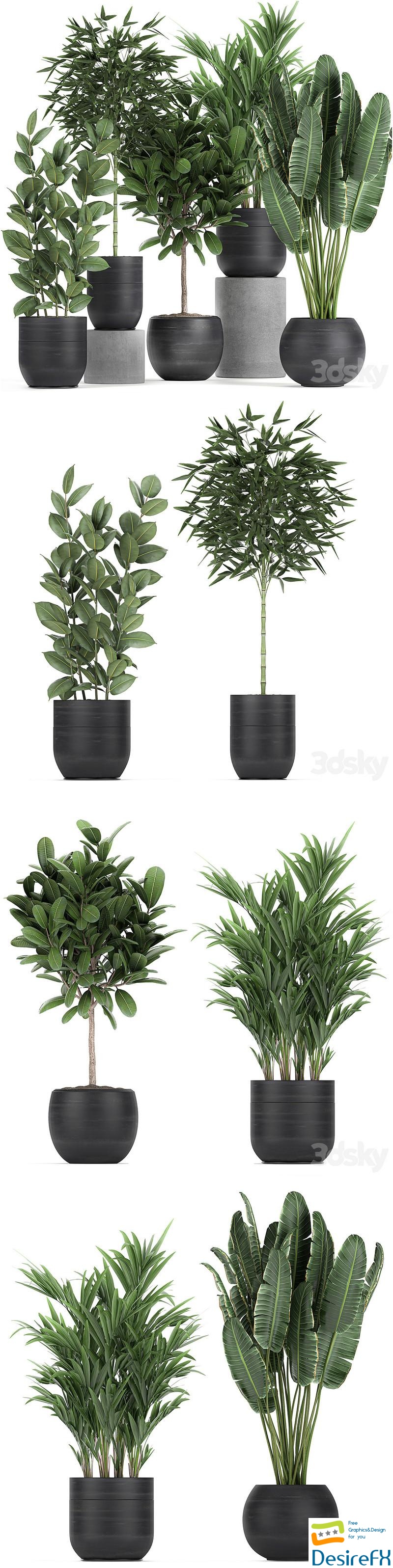 Plant collection 715. Bamboo, ficus, palm, banana, black pot, plumeria, bush, exotic plants 3D Model