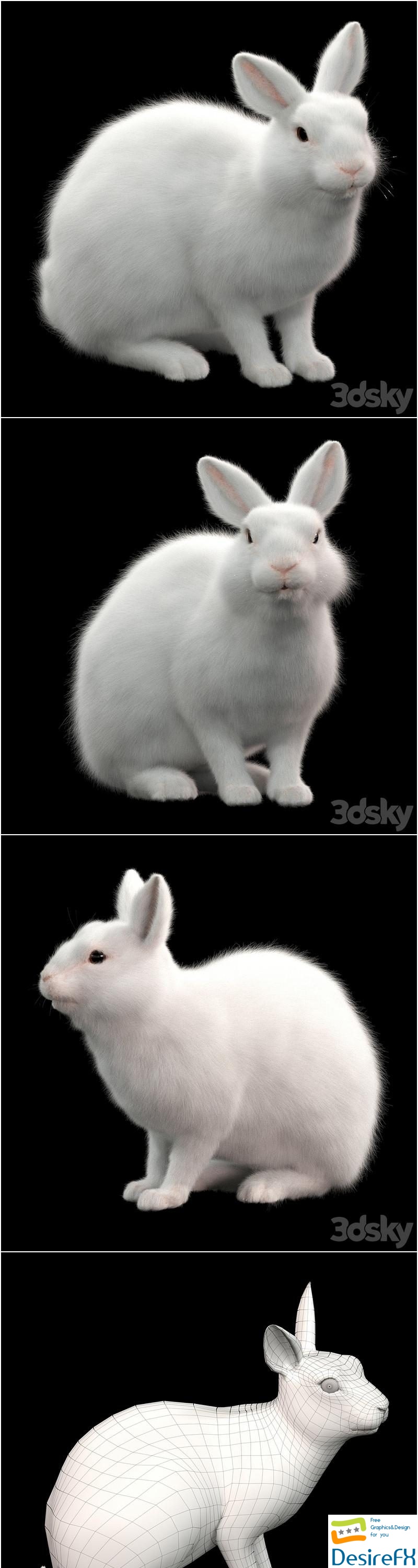 Rabbit white 3D Model