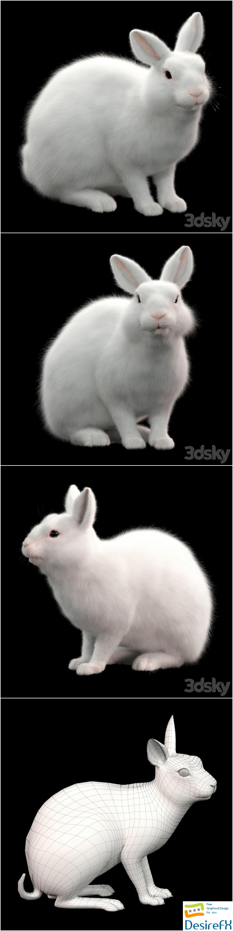 Rabbit white 3D Model